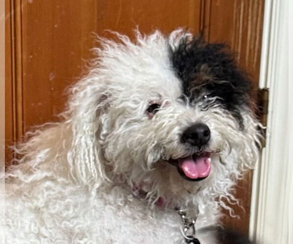 Medium Photo #9 Mutt Puppy For Sale in Lake Forest, CA, USA