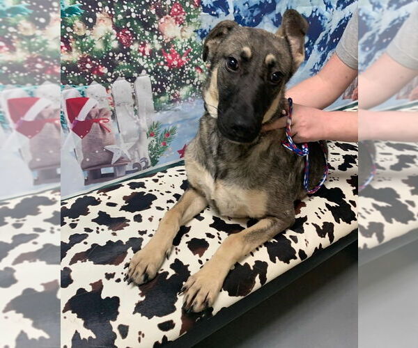 Medium Photo #4 German Shepherd Dog-Unknown Mix Puppy For Sale in Brewster, NY, USA