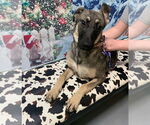 Small #3 German Shepherd Dog Mix