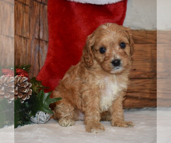 Medium Photo #3 Cavapoo-Poodle (Miniature) Mix Puppy For Sale in NEWPORT, PA, USA