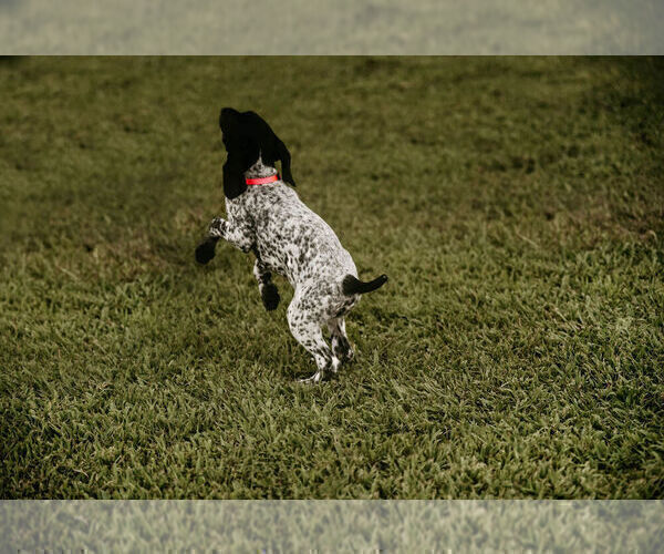 Medium Photo #3 German Shorthaired Pointer Puppy For Sale in GAINESVILLE, GA, USA