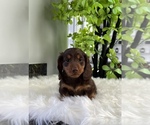 Image preview for Ad Listing. Nickname: Dewy AKC mini