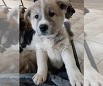 Small Photo #1 Akita Puppy For Sale in ROLLA, MO, USA