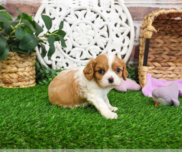 Medium Photo #3 Cavalier King Charles Spaniel Puppy For Sale in SYRACUSE, IN, USA