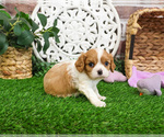 Small #2 Cavalier King Charles Spaniel