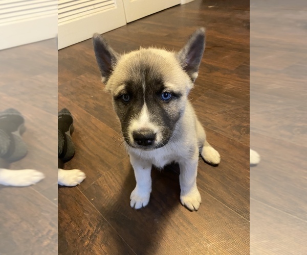 Medium Photo #22 Sharberian Husky-Unknown Mix Puppy For Sale in ALEXANDRIA, IN, USA