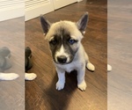 Small Photo #22 Sharberian Husky-Unknown Mix Puppy For Sale in ALEXANDRIA, IN, USA