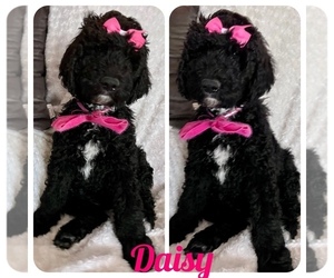 Sheepadoodle Puppy for sale in FONTANA, CA, USA