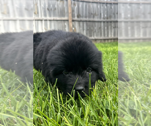 Medium Photo #33 Newfoundland Puppy For Sale in CAMBRIDGE, NE, USA