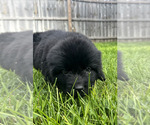 Small #5 Newfoundland
