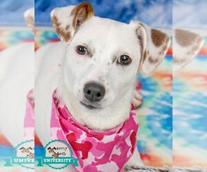 Jack Russell Terrier-Unknown Mix Dogs for adoption in Kennesaw, GA, USA
