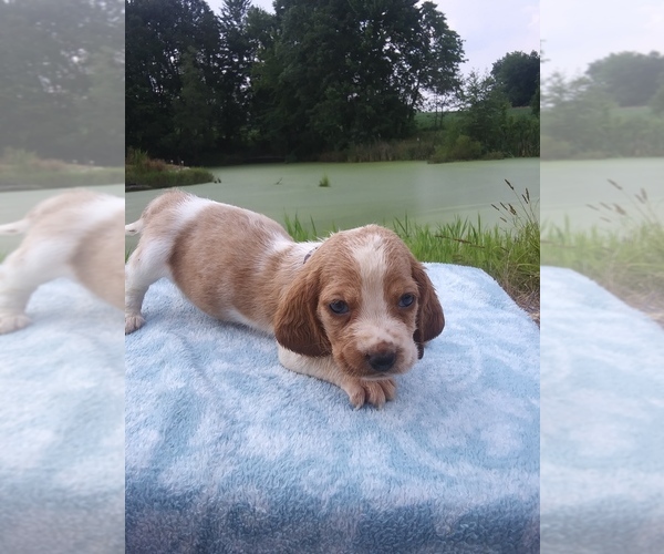 Medium Photo #14 Basset Hound Puppy For Sale in PETERSBURG, IN, USA