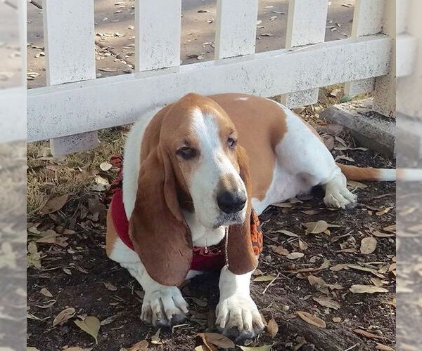 Medium Photo #3 Basset Hound Puppy For Sale in Carrollton, TX, USA