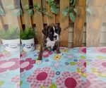 Small #1 Boxer