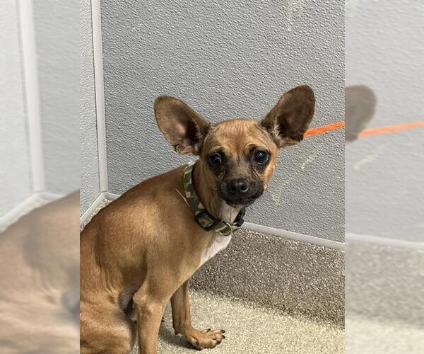 Medium Photo #1 Chihuahua-Unknown Mix Puppy For Sale in Las Vegas, NV, USA