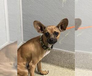 Chihuahua-Unknown Mix Dogs for adoption in Las Vegas, NV, USA