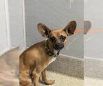 Small Chihuahua Mix
