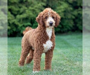 Father of the Goldendoodle puppies born on 05/29/2026