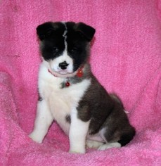 Akita Puppy for sale in EAST EARL, PA, USA