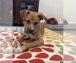 Small #2 American Staffordshire Terrier-Labrador Retriever Mix