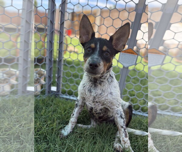 Medium Photo #2 Mutt Puppy For Sale in Queen Creek, AZ, USA