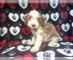 Small #7 Cavapoo