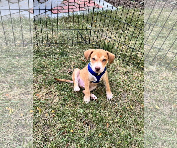 Medium Photo #2 Mutt Puppy For Sale in Plainfield, IL, USA