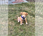 Small #1 Mutt