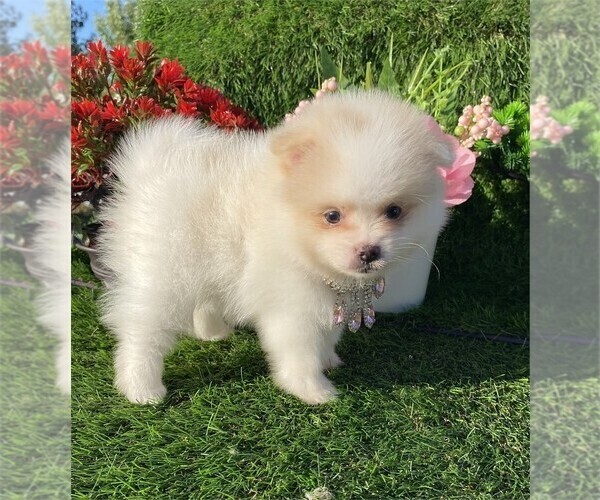 Medium Photo #2 Pomeranian Puppy For Sale in WEST PALM BEACH, FL, USA