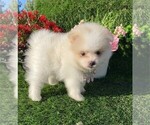Small Photo #8 Pomeranian Puppy For Sale in WEST PALM BEACH, FL, USA
