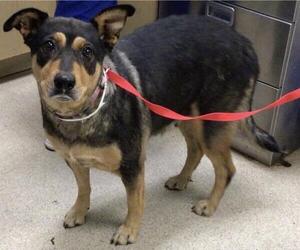 Mutt Dogs for adoption in Riverside, CA, USA