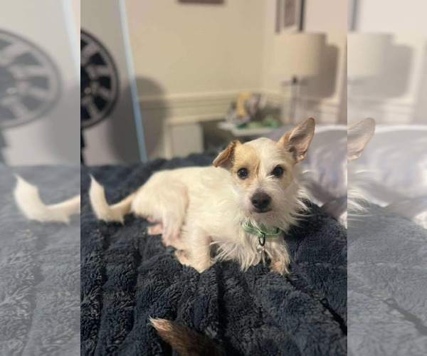 Medium Photo #5 Border Terrier-Chihuahua Mix Puppy For Sale in Princeton, MN, USA