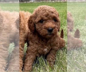 Goldendoodle (Miniature) Puppy for Sale in HULL, Iowa USA
