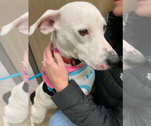 Mutt Dogs for adoption in Plainfield, IL, USA