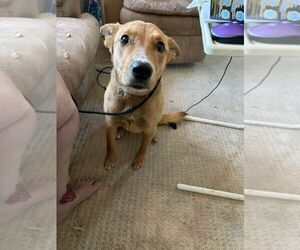 Mutt Dogs for adoption in Calgary, Alberta, Canada