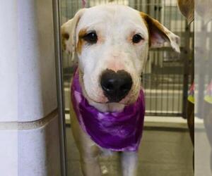 Mutt Dogs for adoption in San Antonio, TX, USA
