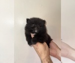 Small #2 Pomeranian
