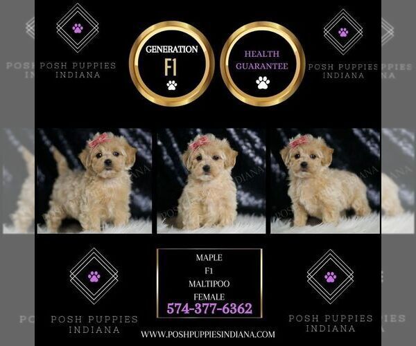 Medium Photo #2 Maltipoo Puppy For Sale in WARSAW, IN, USA