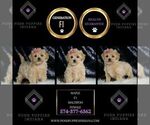 Small #1 Maltipoo