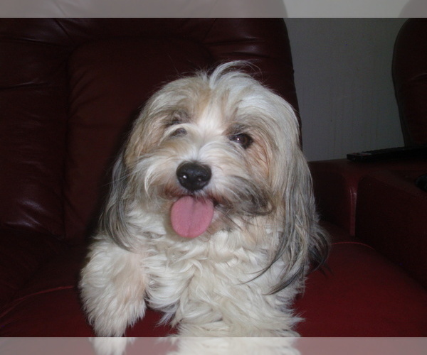 Medium Photo #2 Havanese Puppy For Sale in TECUMSEH, MI, USA