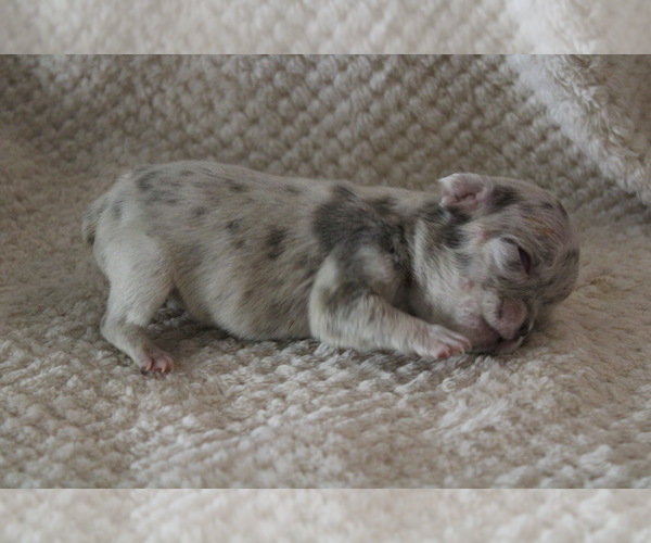 Medium Photo #33 French Bulldog Puppy For Sale in SPRING, TX, USA