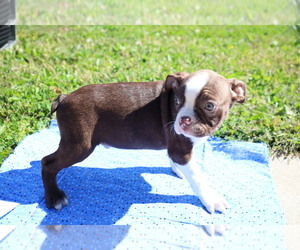 Boston Terrier Puppy for sale in BLOOMINGTON, IN, USA