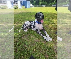 Father of the Great Dane puppies born on 02/09/2026