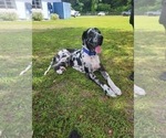 Small Photo #1 Great Dane Puppy For Sale in FORT DENAUD, FL, USA