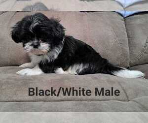 Shih Tzu Puppy for sale in BERRYVILLE, VA, USA