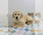 Small #4 Golden Retriever
