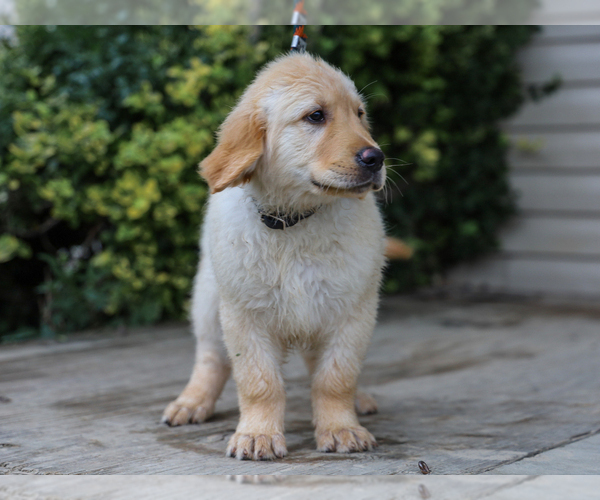 Medium Photo #4 Golden Retriever Puppy For Sale in LIBERTY, KY, USA