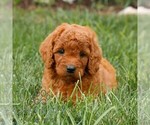 Small #3 Miniature Labradoodle