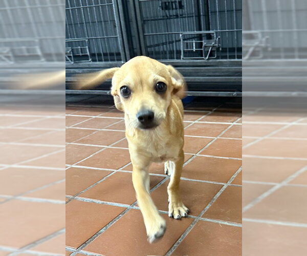 Medium Photo #2 Chihuahua-Unknown Mix Puppy For Sale in Jefferson, NJ, USA