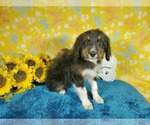 Small Photo #29 Bernedoodle-Poodle (Toy) Mix Puppy For Sale in BLACK FOREST, CO, USA